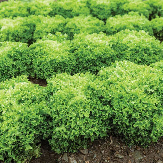 Green Incised Pelleted Lettuce Seed