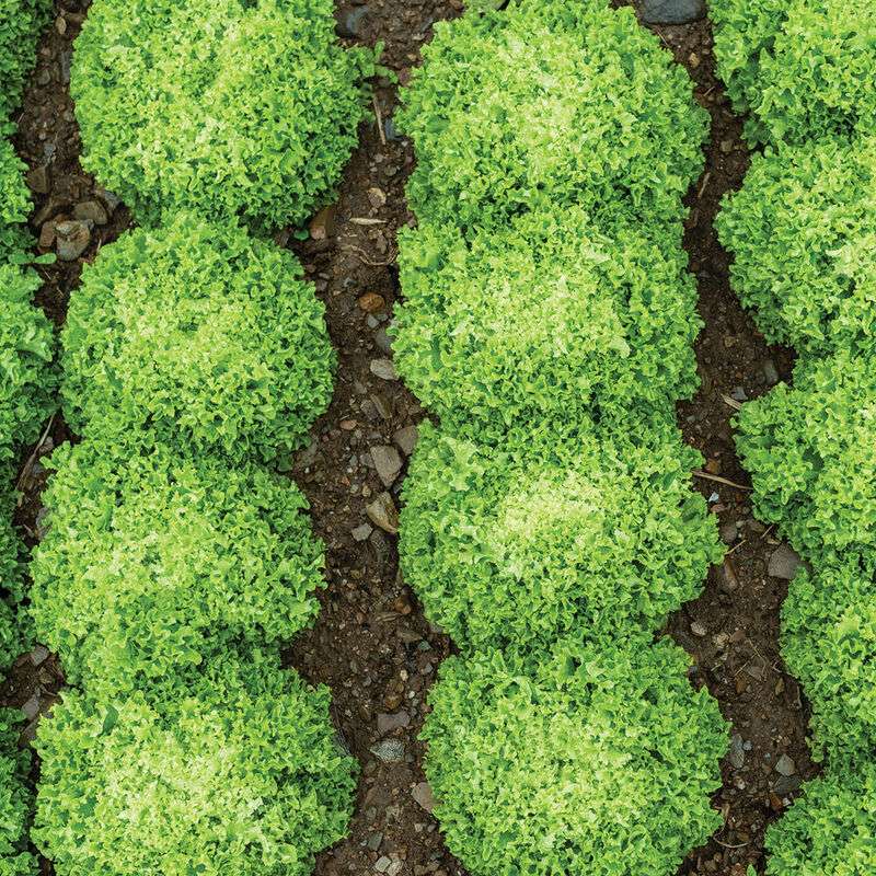 Green Incised Pelleted Lettuce Seed