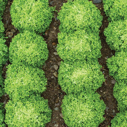 Green Incised Pelleted Lettuce Seed