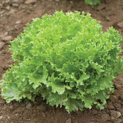 Green Sweet Crisp Pelleted Lettuce Seed