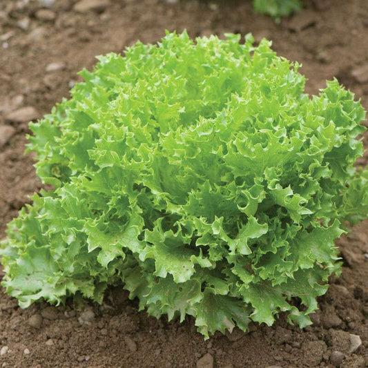 Green Sweet Crisp Pelleted Lettuce Seed