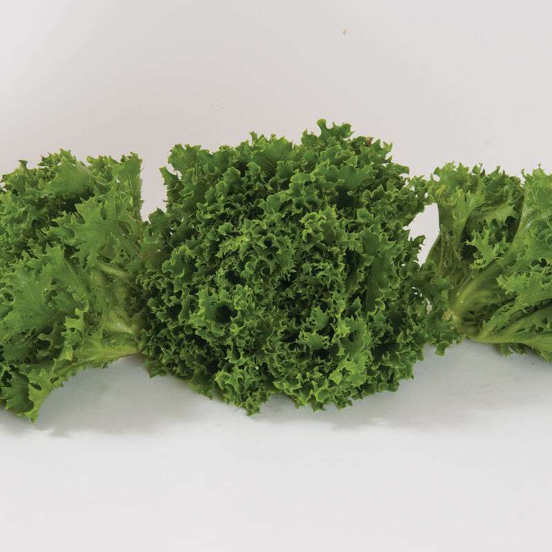 Green Sweet Crisp Pelleted Lettuce Seed