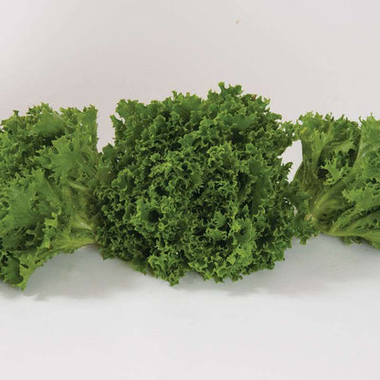 Green Sweet Crisp Pelleted Lettuce Seed