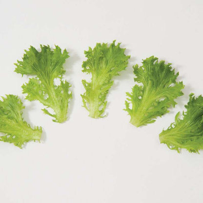 Green Sweet Crisp Pelleted Lettuce Seed