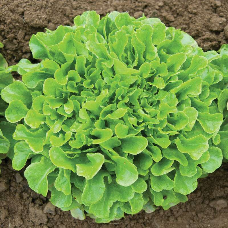 Green Oakleaf Pelleted Lettuce Seed