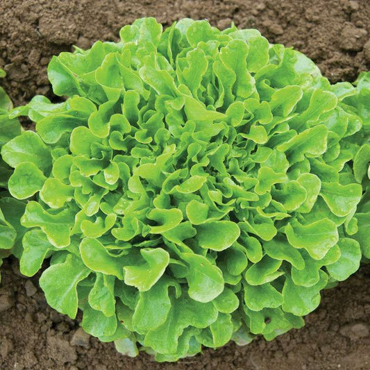Green Oakleaf Pelleted Lettuce Seed