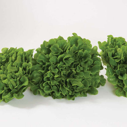 Green Oakleaf Pelleted Lettuce Seed