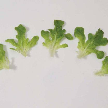Green Oakleaf Pelleted Lettuce Seed