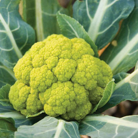 Vitaverde (F1) Cauliflower Seed