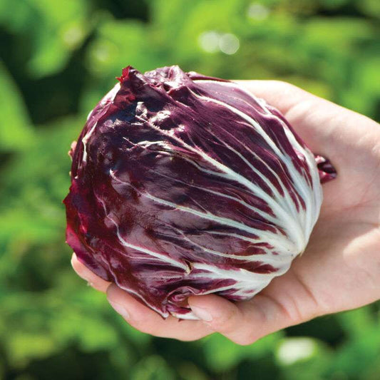 Perseo Radicchio Seed