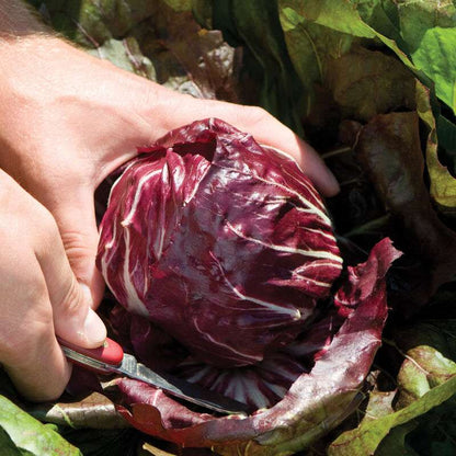 Perseo Radicchio Seed