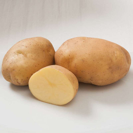 Satina Organic Seed Potatoes