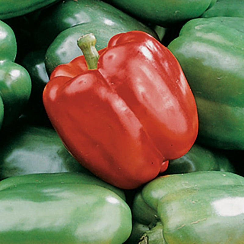 King Bell Pepper Seeds