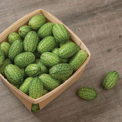 Mexican Sour Gherkin Cucumber Seed