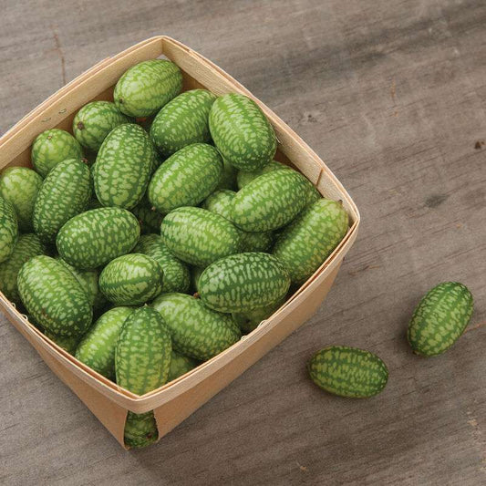 Mexican Sour Gherkin Cucumber Seed