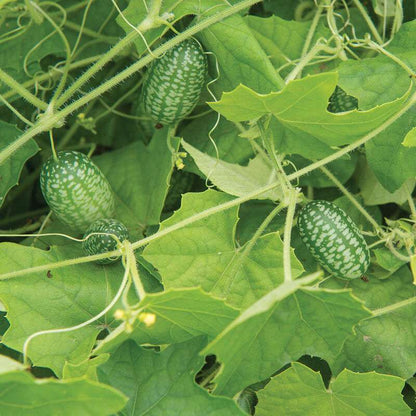 Mexican Sour Gherkin Cucumber Seed