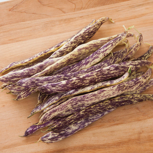 Dragon's Tongue Bean Seed