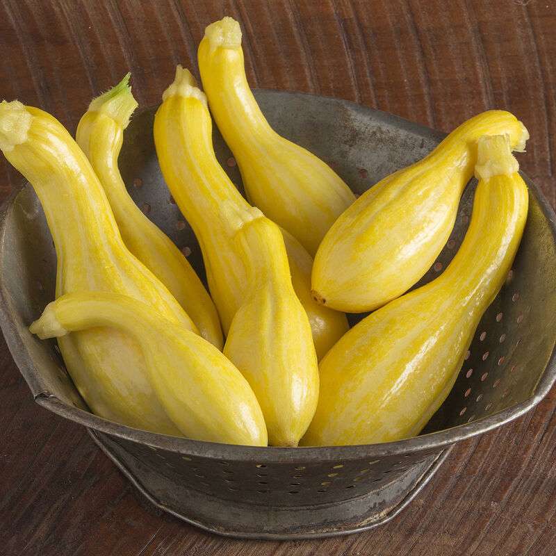Tempest Organic (F1) Yellow Summer Squash Seed