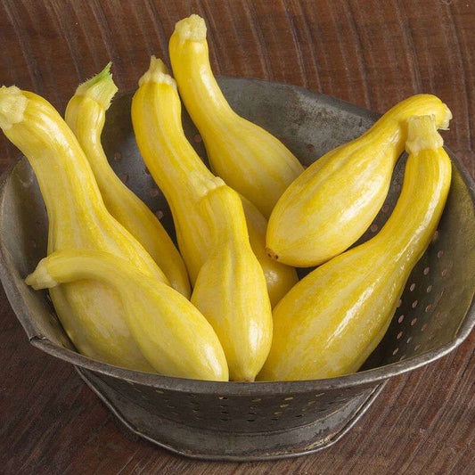 Tempest Organic (F1) Yellow Summer Squash Seed