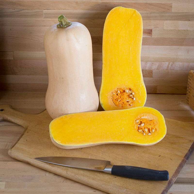 Waldo PMR Organic (F1) Butternut Squash Seed
