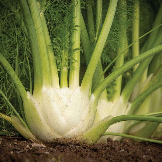Preludio Organic (F1) Fennel Seed