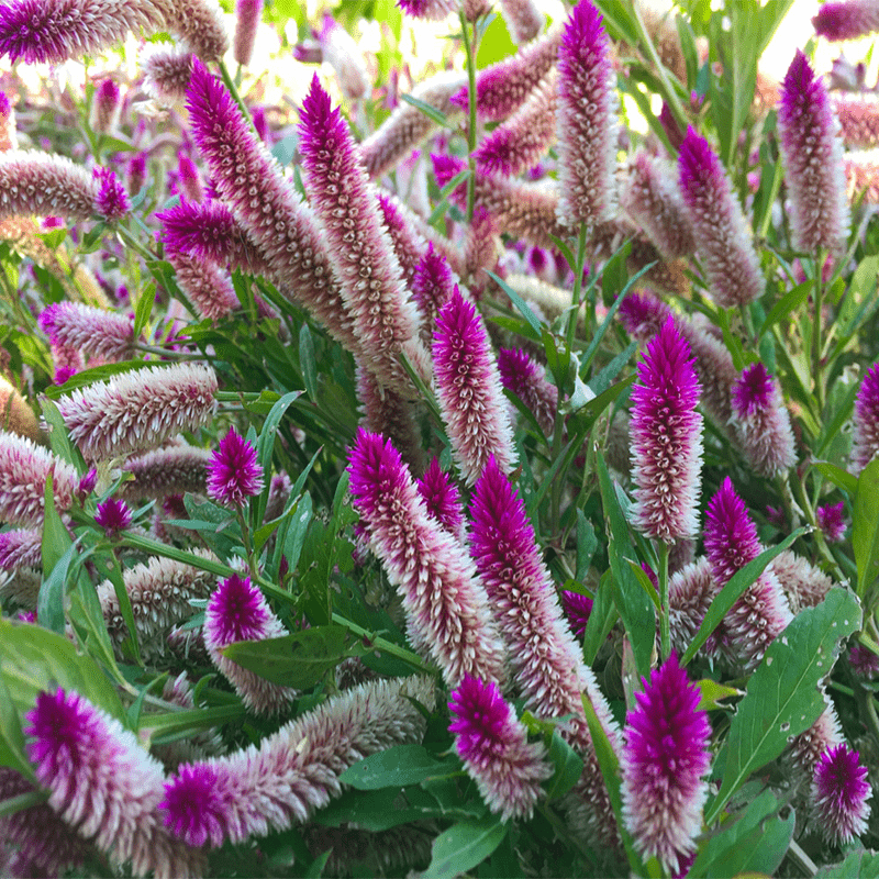 1000 PCS Vibrant Pink & White Celosia (Celosia argentea L.) Seeds - Ornamental Beauty for Your Garden