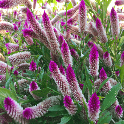 1000 PCS Vibrant Pink & White Celosia (Celosia argentea L.) Seeds - Ornamental Beauty for Your Garden