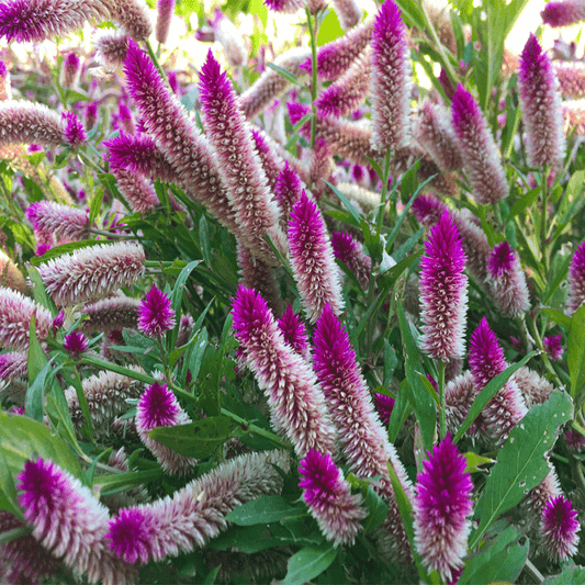 1000 PCS Vibrant Pink & White Celosia (Celosia argentea L.) Seeds - Ornamental Beauty for Your Garden