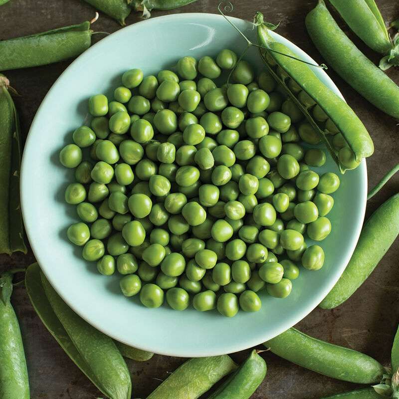 Bistro Treated Pea Seed
