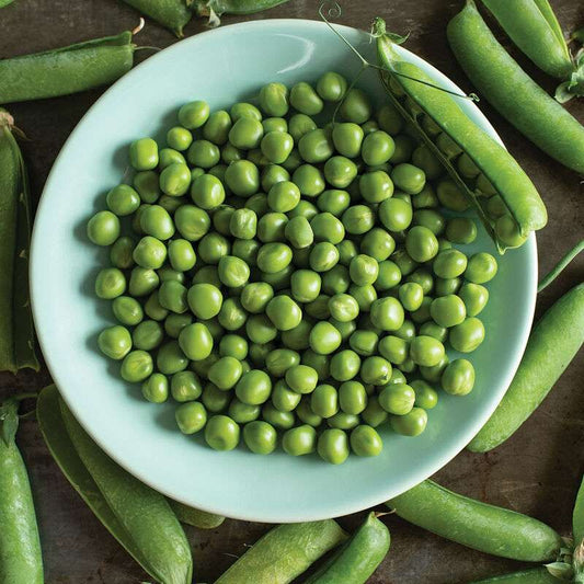Bistro Treated Pea Seed