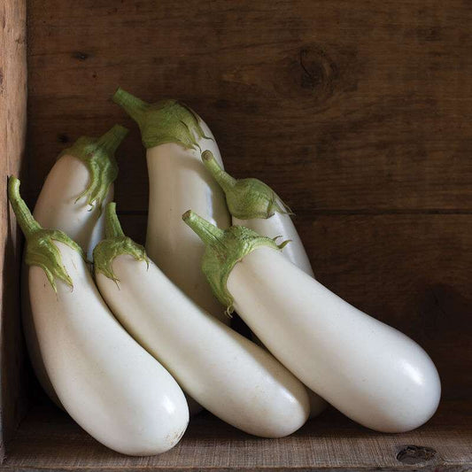 Aretussa (F1) Eggplant Seed