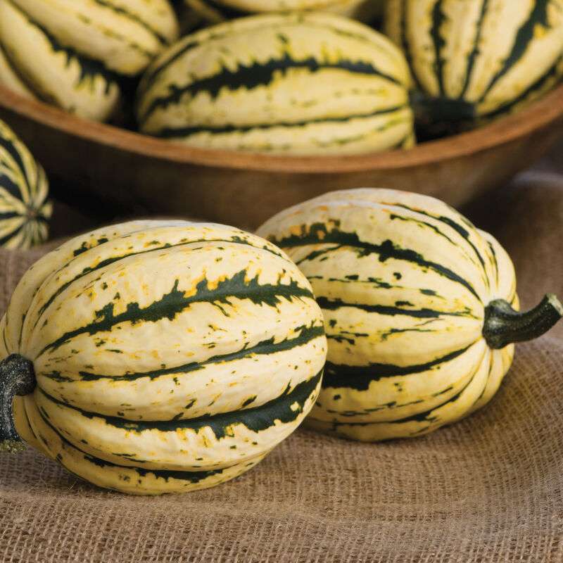Jester (F1) Delicata Squash Seed