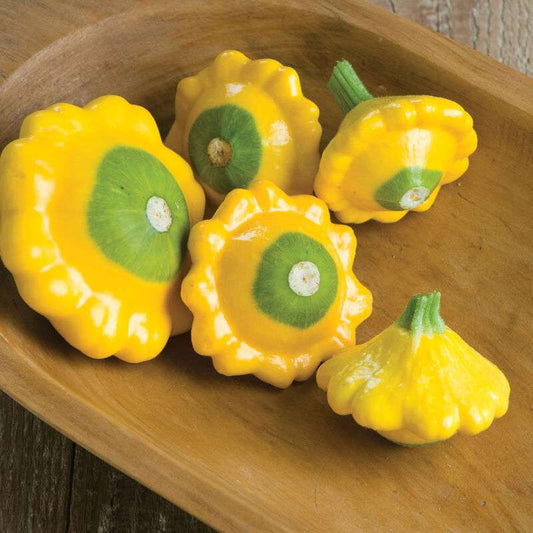Y-Star Organic (F1) Patty Pan Squash Seed