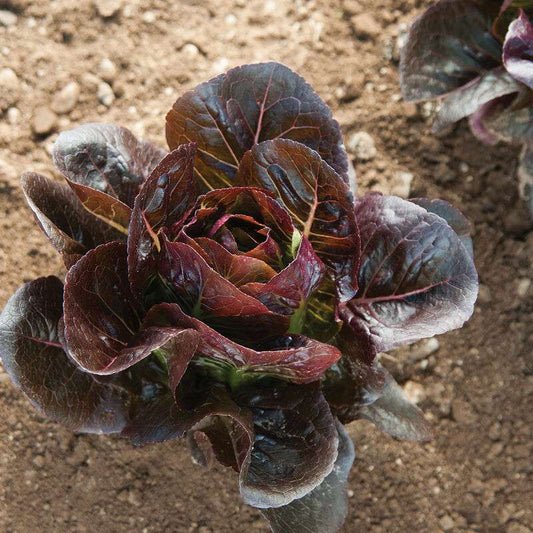 Truchas Organic Lettuce Seed