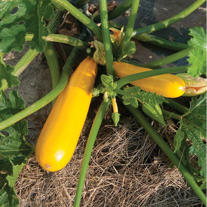 Yellowfin Organic (F1) Zucchini Squash Seed