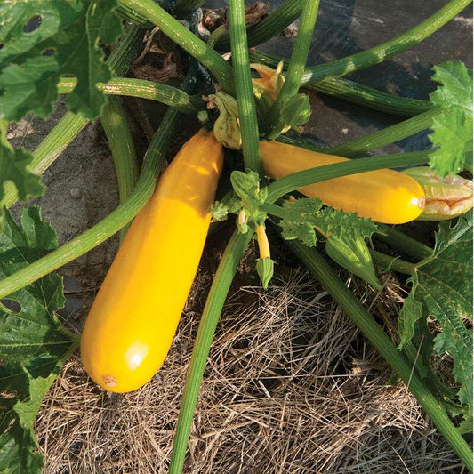 Yellowfin Organic (F1) Zucchini Squash Seed