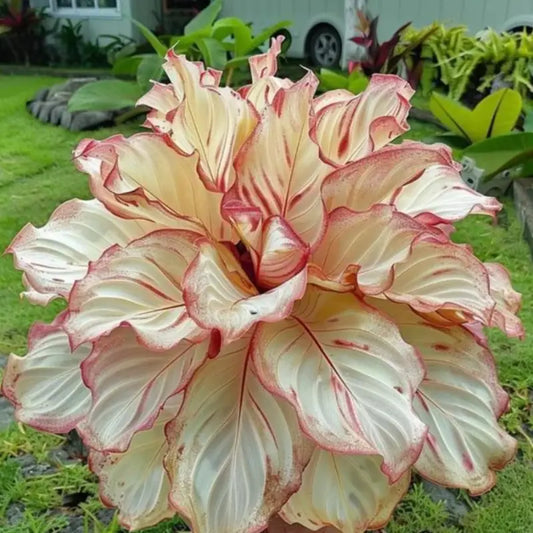 100PCS Pink and White Hosta Seeds