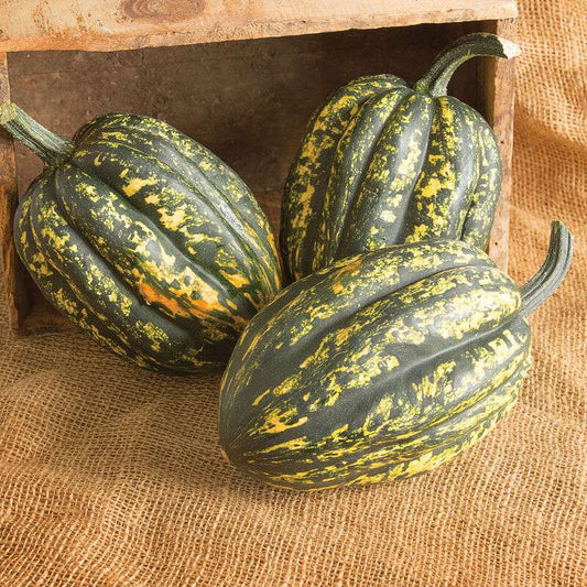 Starry Night PMR Organic (F1) Acorn Squash Seed