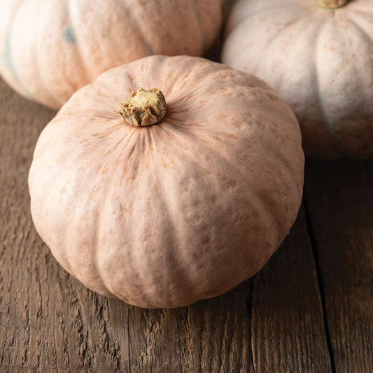 Winter Blush Organic (F1) Kabocha Squash Seed