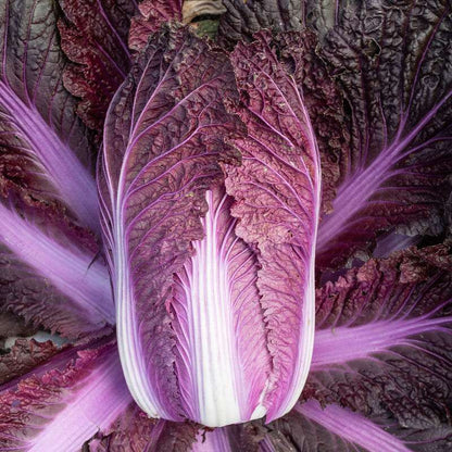 Merlot (F1) Chinese Cabbage Seed