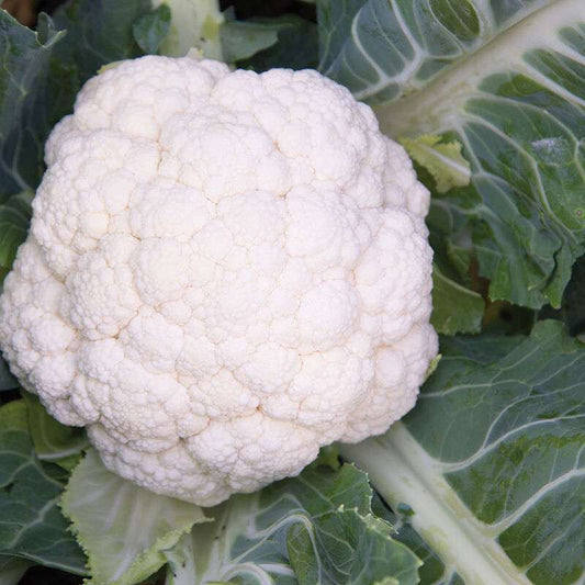 Synergy (F1) Cauliflower Seed
