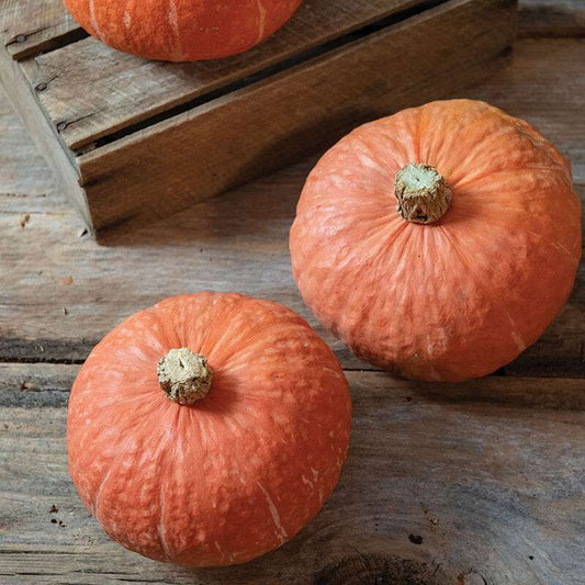 Marmalade Organic (F1) Kabocha Squash Seed