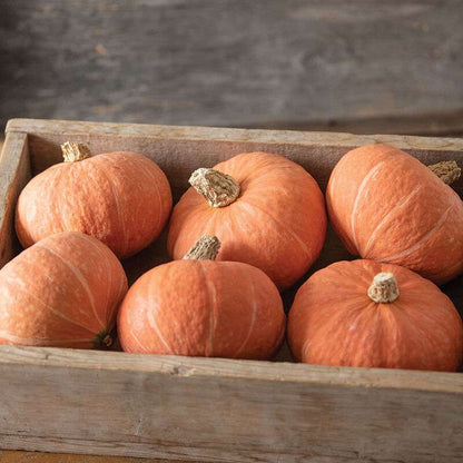 Marmalade Organic (F1) Kabocha Squash Seed
