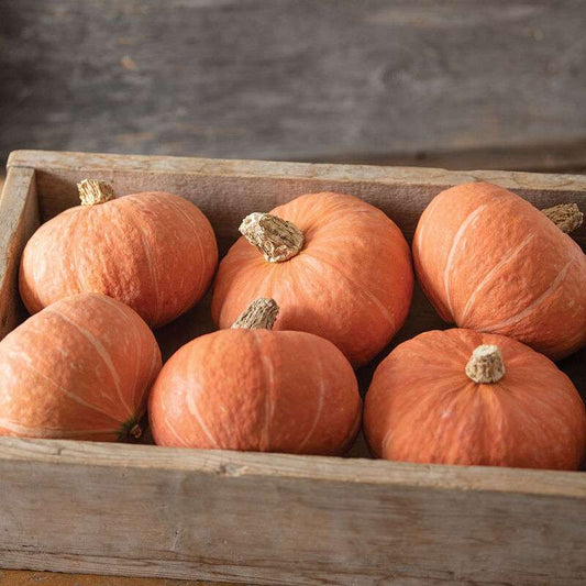 Marmalade (F1) Kabocha Squash Seed