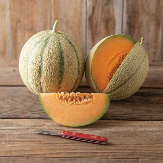 Melonade (F1) Melon Seed