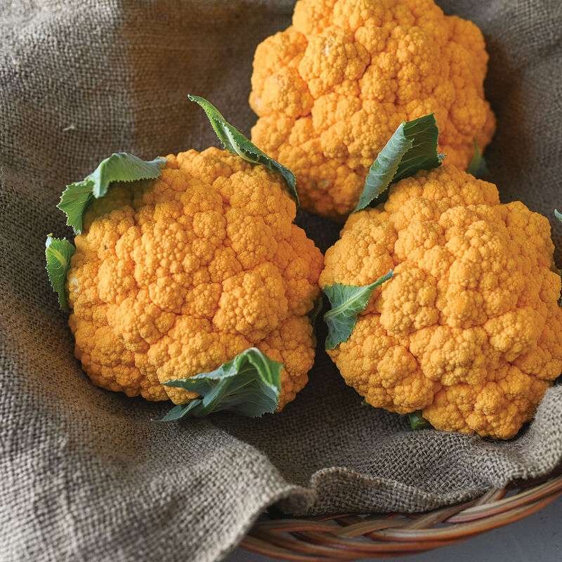 Clementine (F1) Cauliflower Seed
