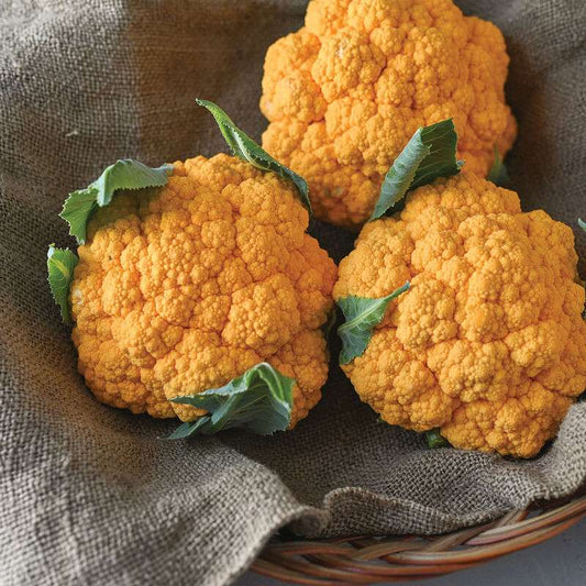 Clementine (F1) Cauliflower Seed