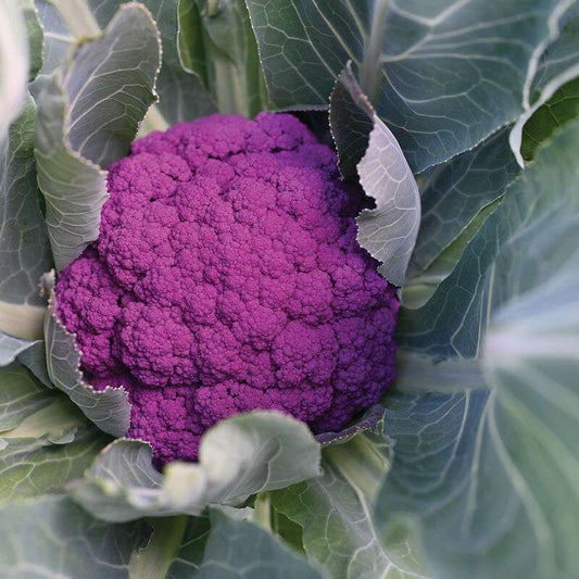 Purple Moon (F1) Cauliflower Seed