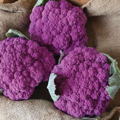 Purple Moon (F1) Cauliflower Seed
