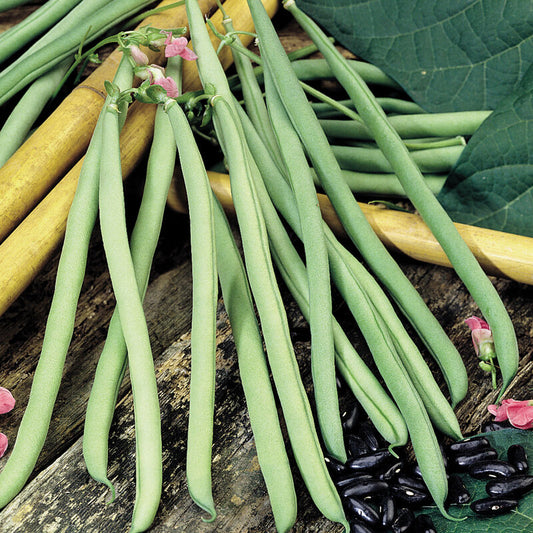 Cobra Bean Seed